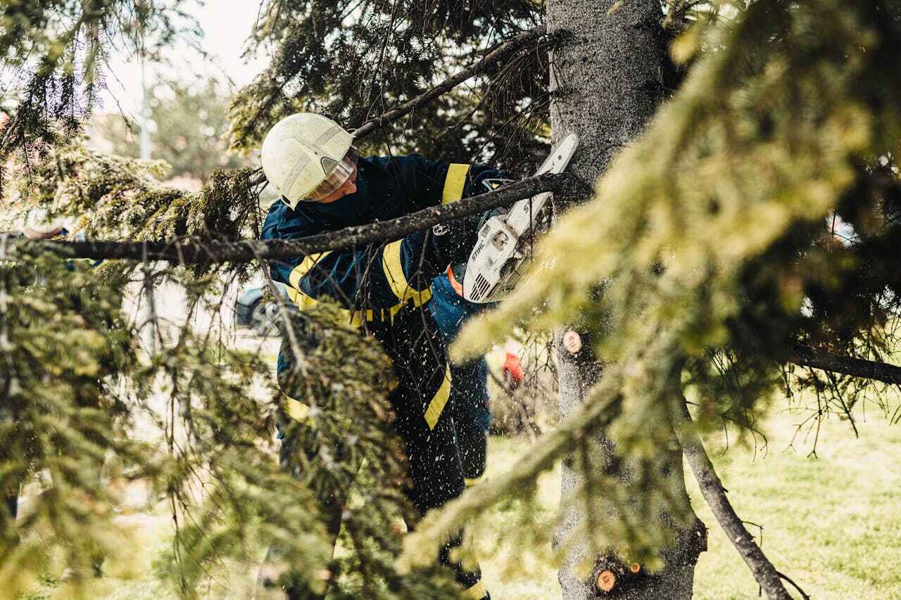 Large Tree Removal in Crandall, TX